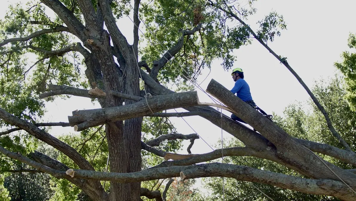 Professional Crown Thinning performed by certified arborists in Roaring Gap